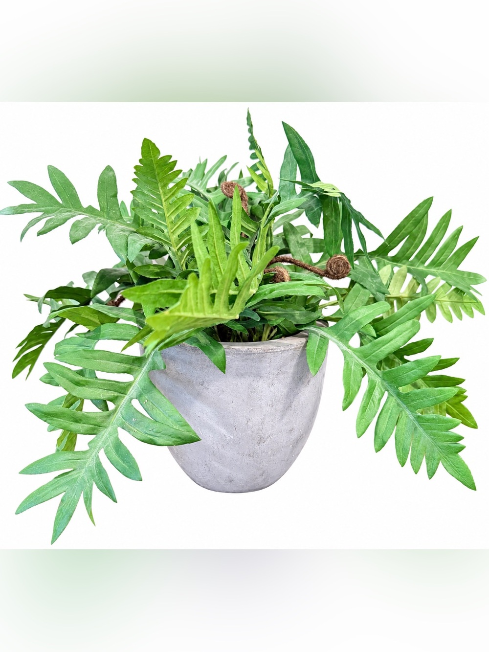 Faux Fern Arrangement in Concrete
Planter